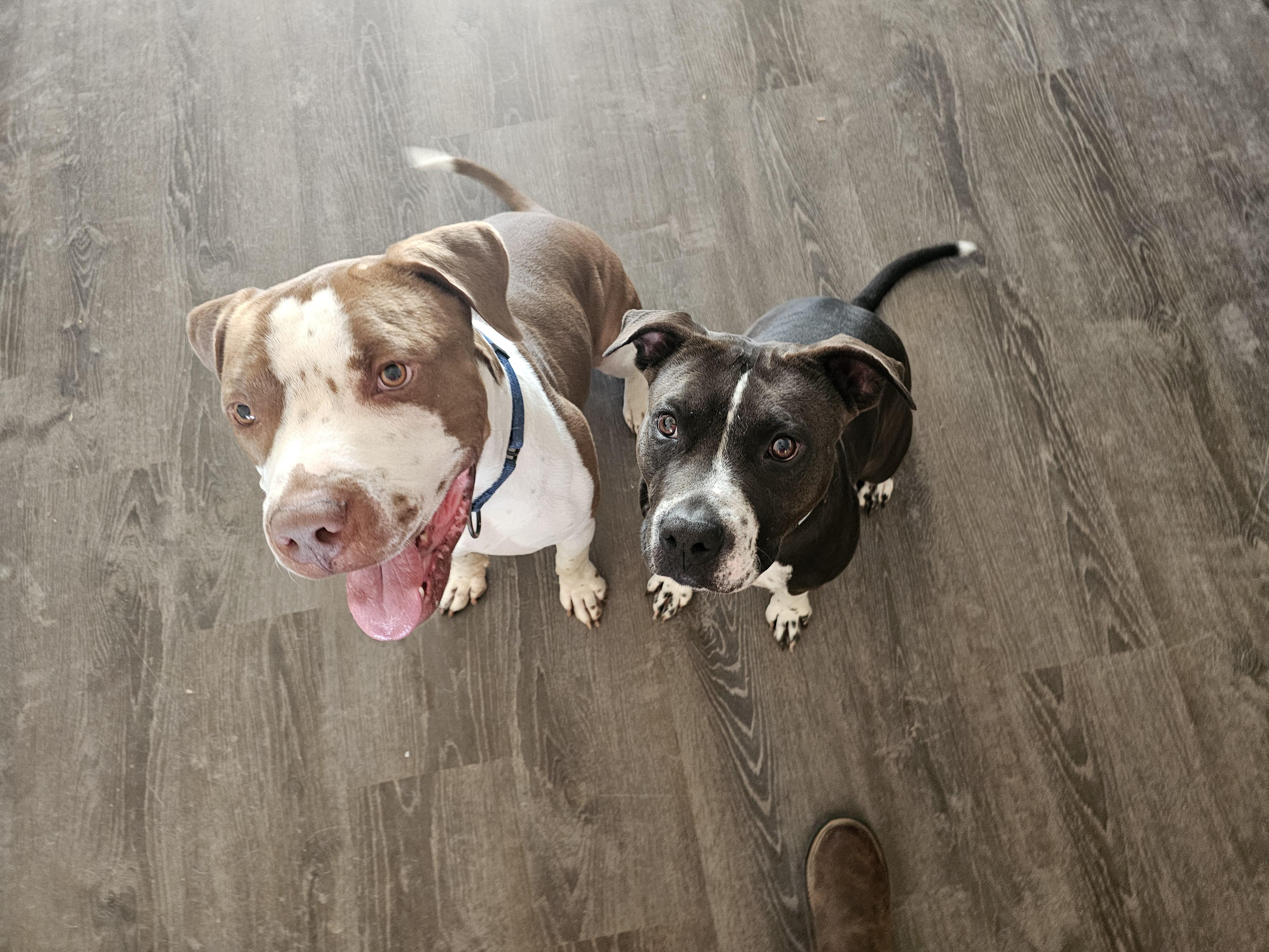 Enlarge Becky F Johnson, a Adoptable mixed breed in Mesa, AZ image 4/6