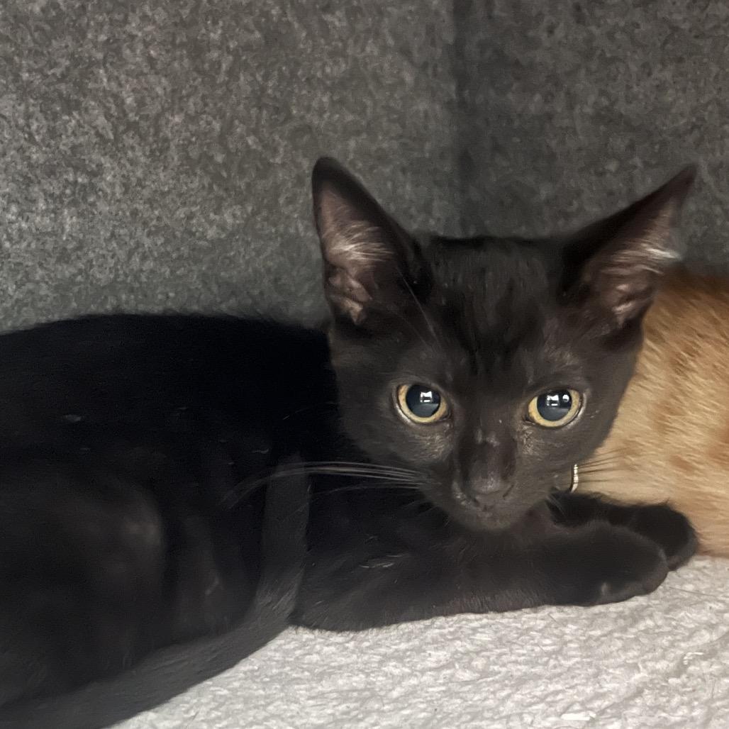 Julia, Adoptable, Kitten Female Domestic Short Hair.