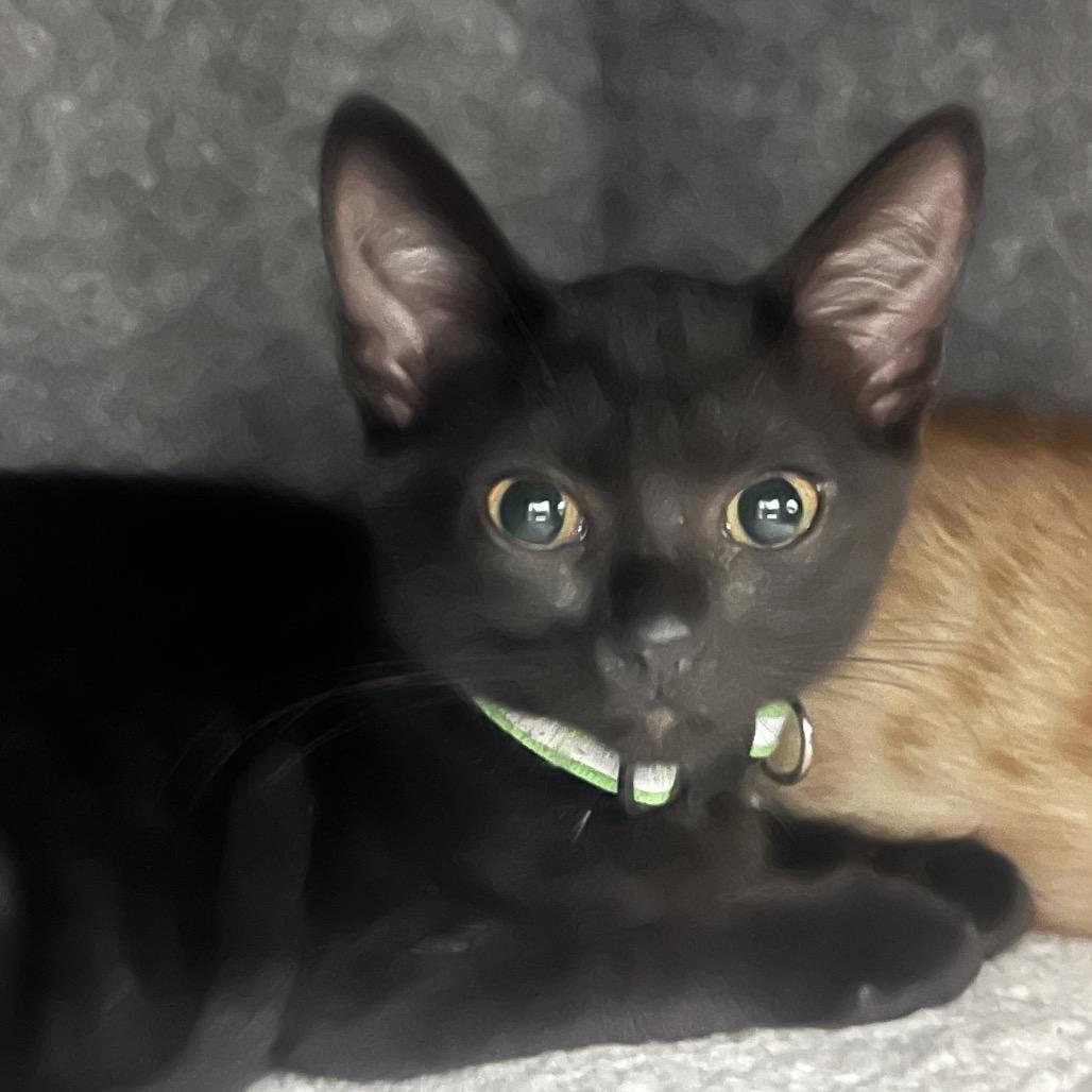 Enlarge Julia, a Adoptable Domestic Short Hair in Lauderhill, FL image 2/5