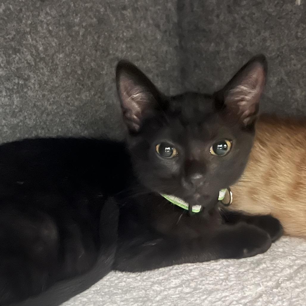 Enlarge Julia, a Adoptable Domestic Short Hair in Lauderhill, FL image 3/5