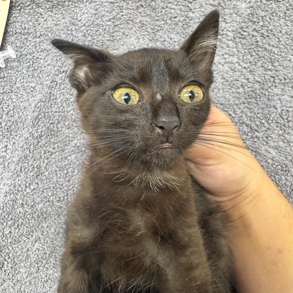 Enlarge Julia, a Adoptable Domestic Short Hair in Lauderhill, FL image 5/5