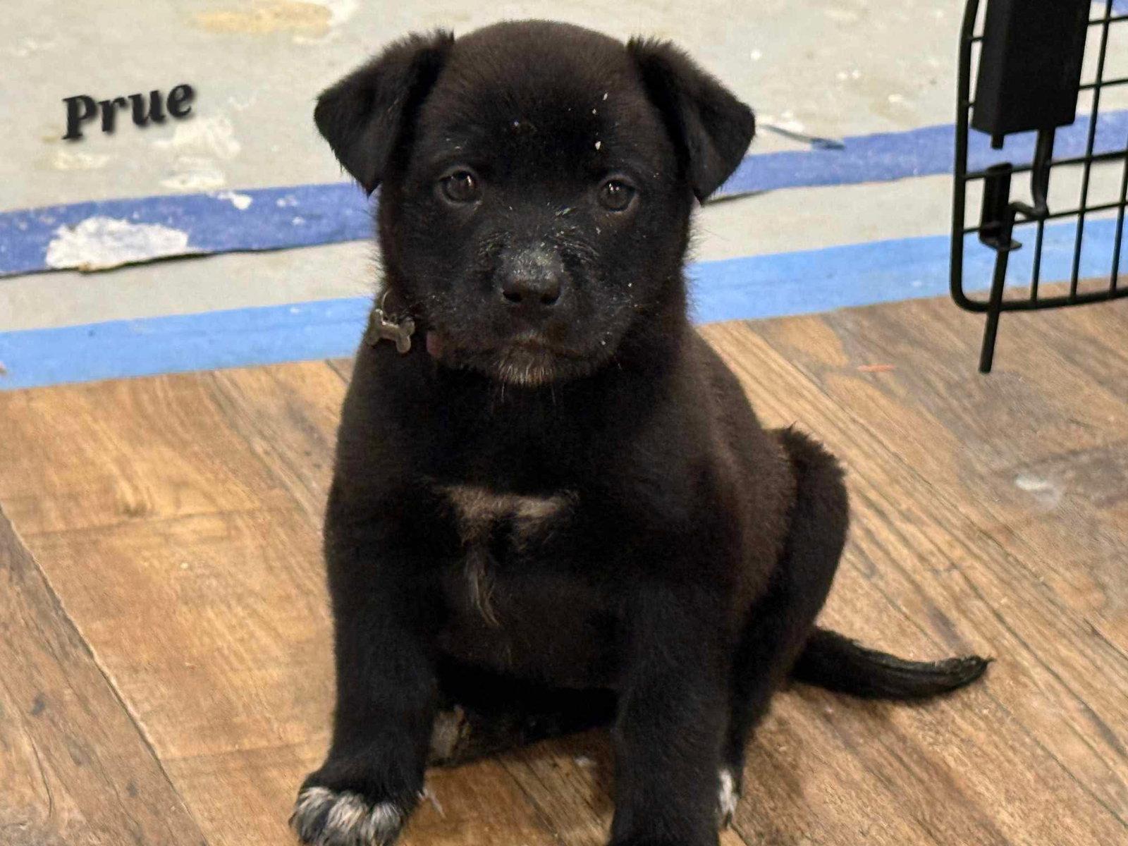 Prue- Adoption pending!, Adoptable, Puppy Female Shepherd & Catahoula Leopard Dog.