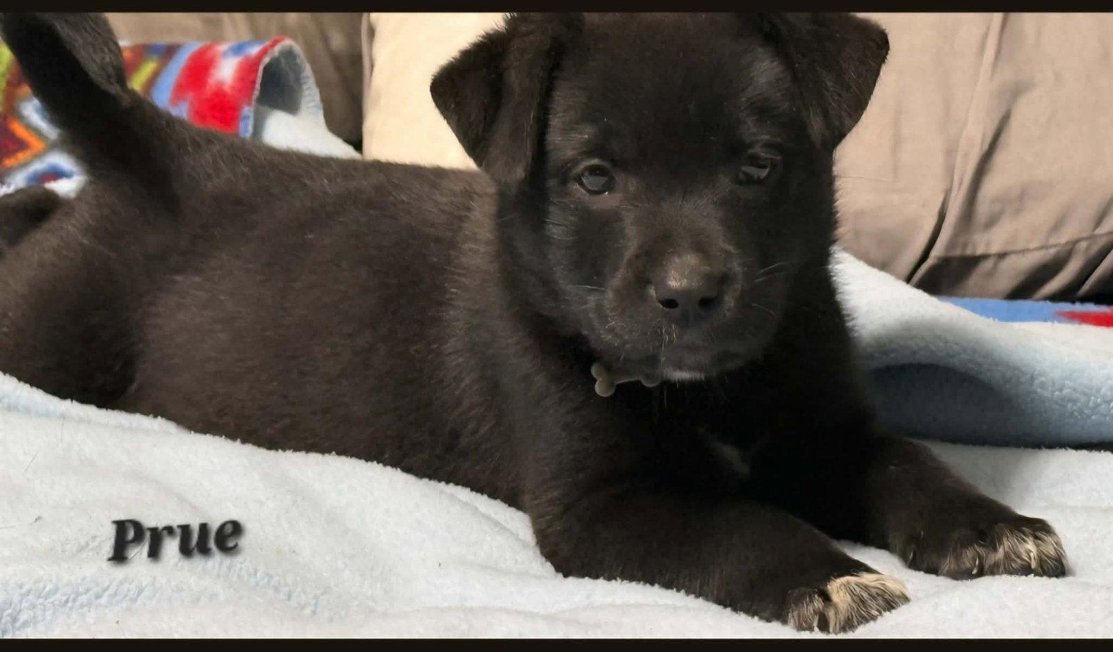 Enlarge Prue- Adoption pending!, a Adoptable mixed breed in Oakhurst, NJ image 2/3