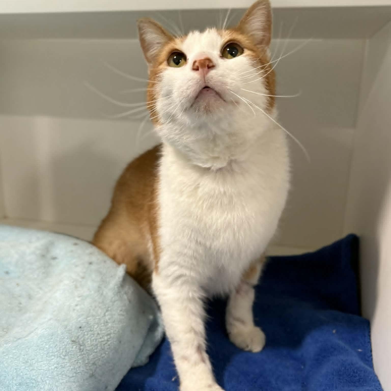 Enlarge Lance, a ADOPTABLE mixed breed in Penn Yan, NY image 3/3