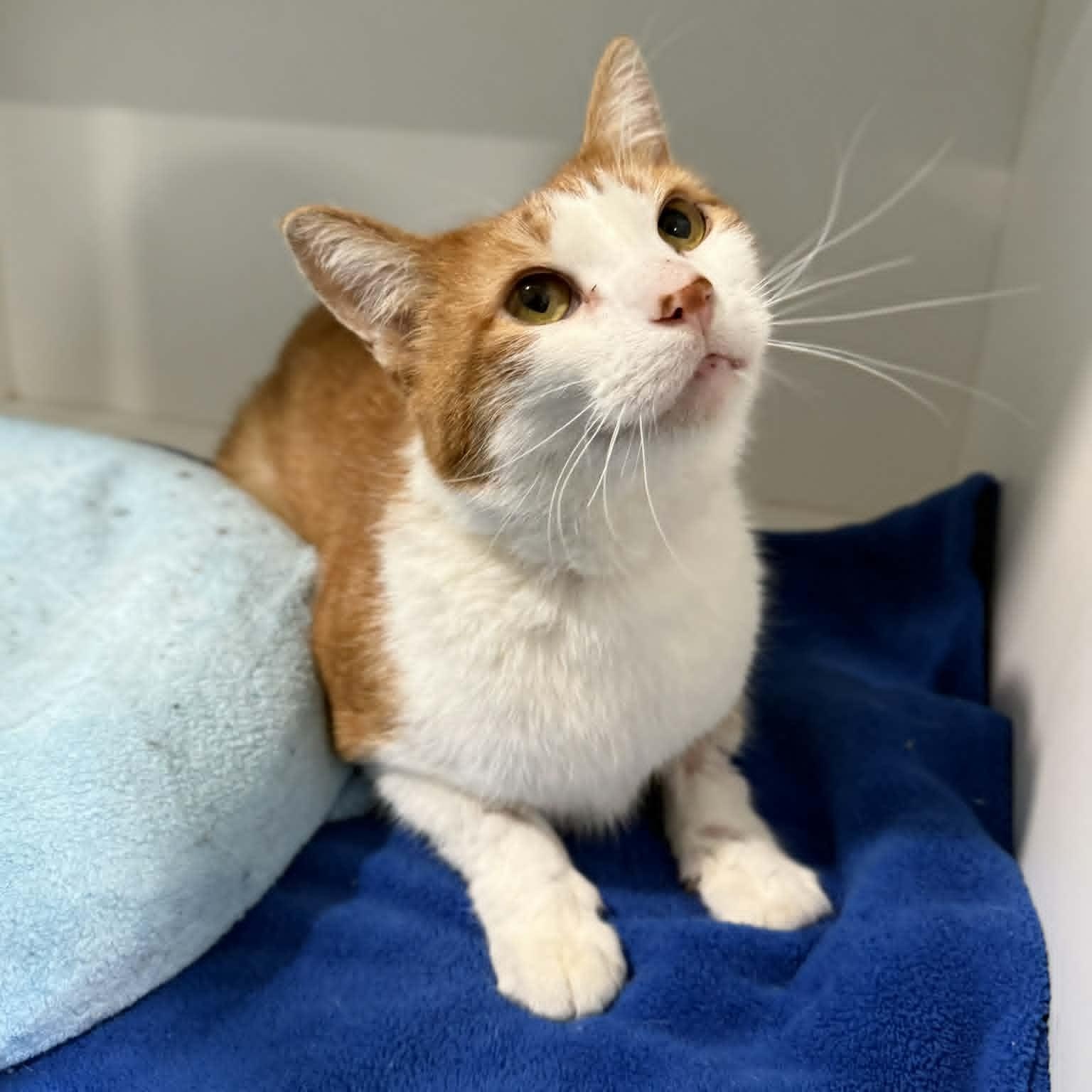 Enlarge Lance, a ADOPTABLE mixed breed in Penn Yan, NY image 2/3