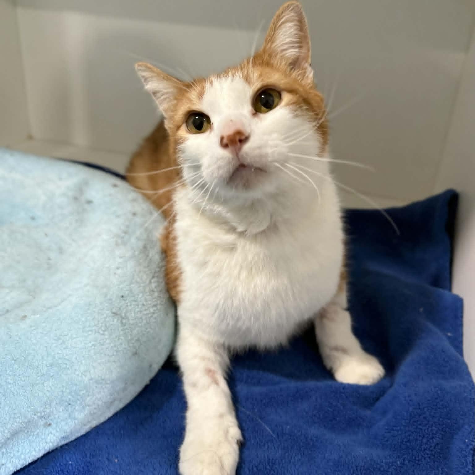 Lance, ADOPTABLE, Senior Male Domestic Short Hair.