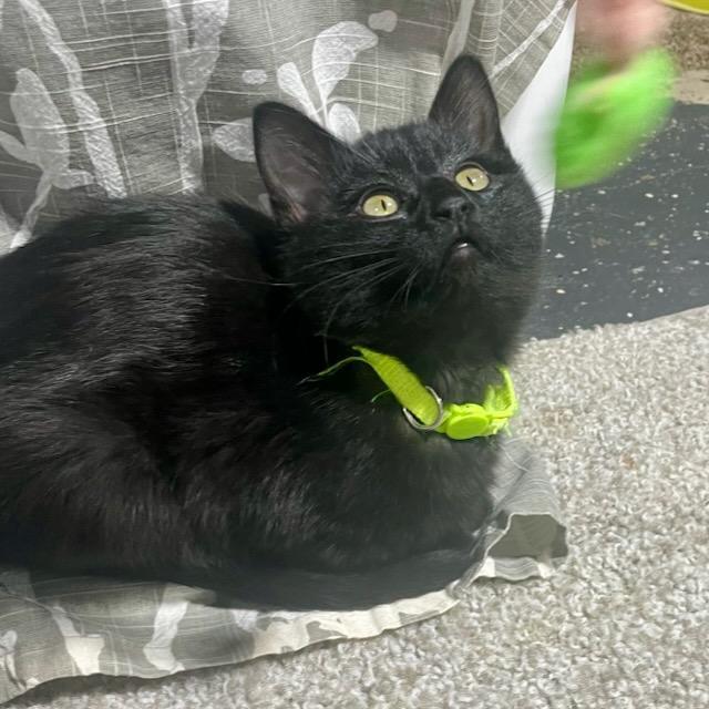 Enlarge Snickers, an adopted Domestic Short Hair in Benson, MN image 1/3