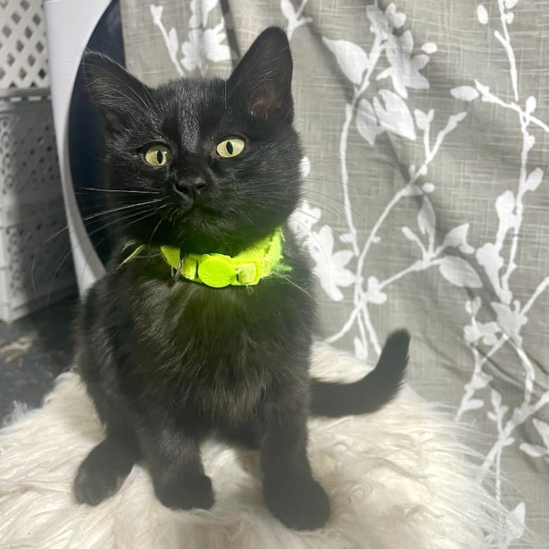 Enlarge Snickers, an adopted Domestic Short Hair in Benson, MN image 2/3