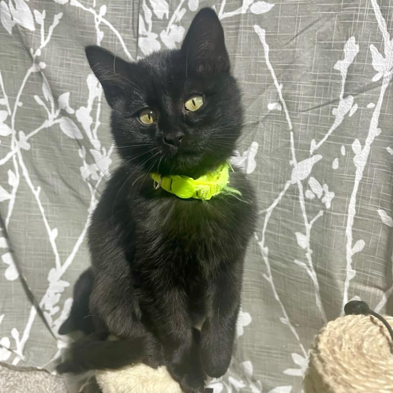 Enlarge Snickers, an adopted Domestic Short Hair in Benson, MN image 3/3