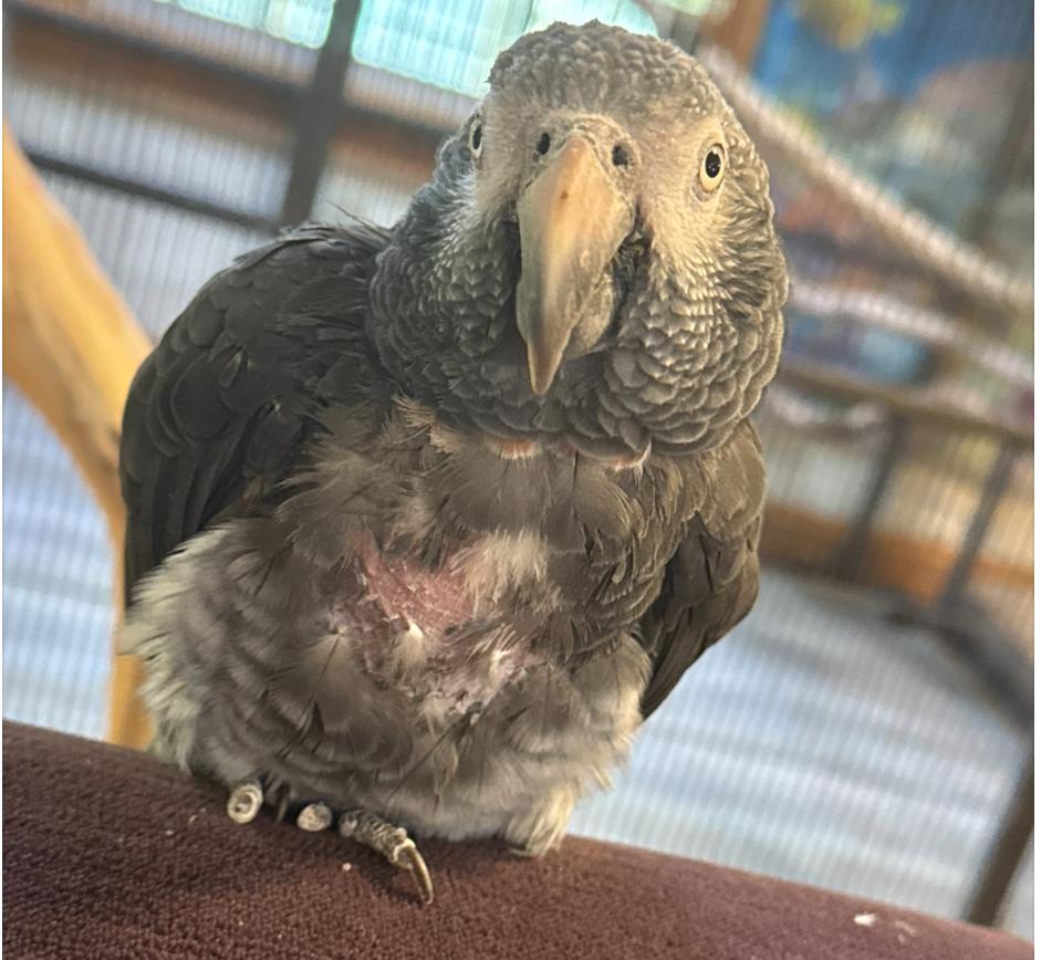 Enlarge Smokey, a Adopted African Grey in Blairstown, NJ image 1/1