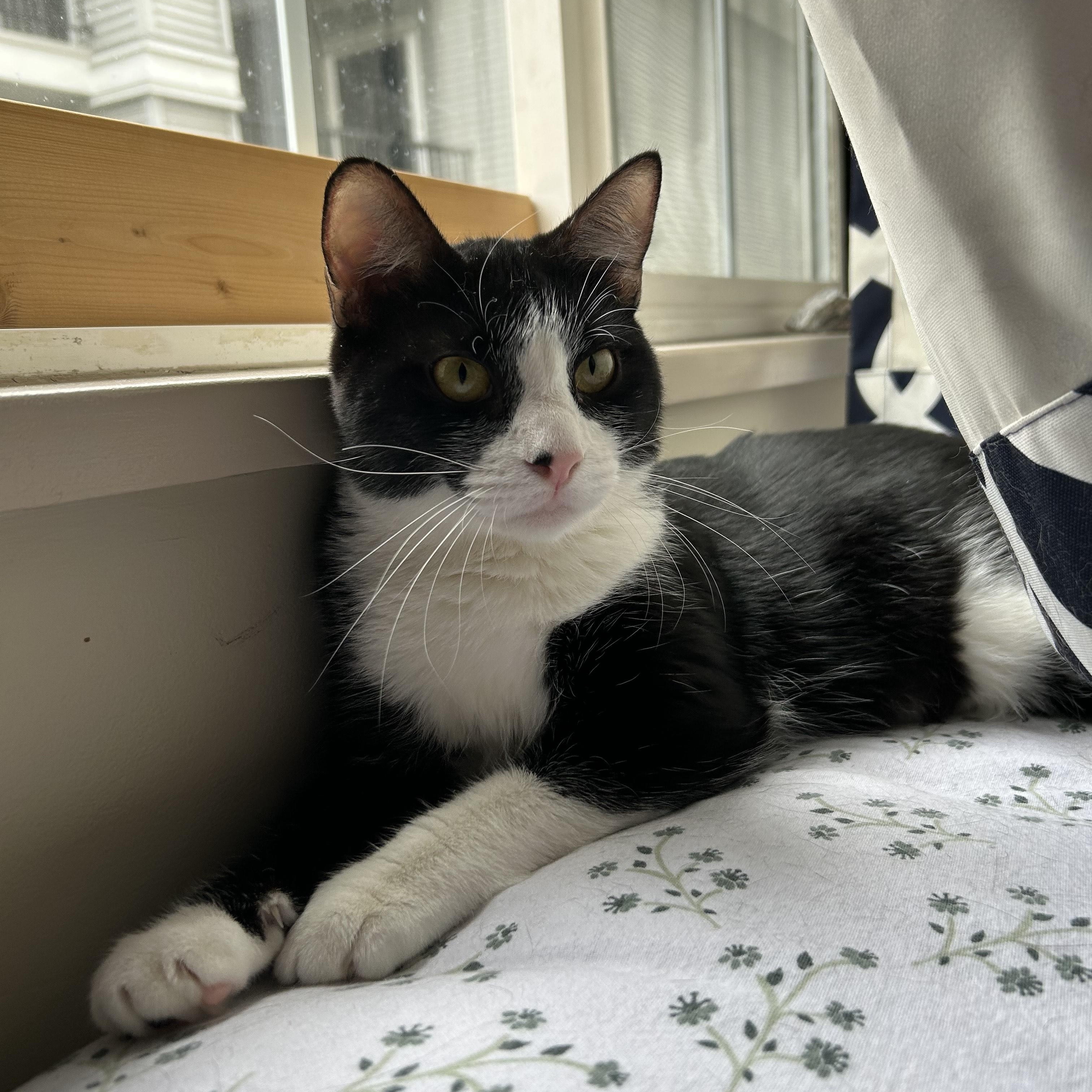 Bread, Adult Male Domestic Short Hair