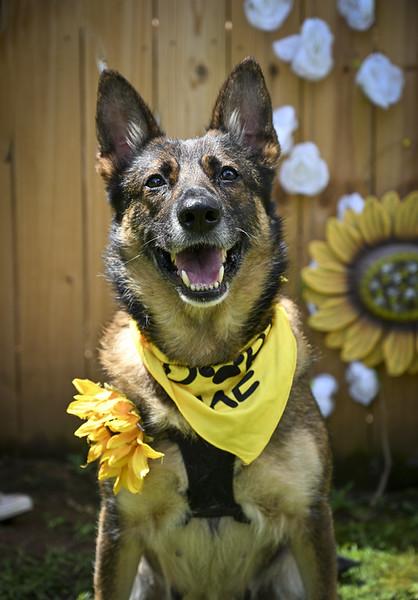 Miss Daisy and her two puppies found themselves at Cobb County Animal Services when Miss Daisys per