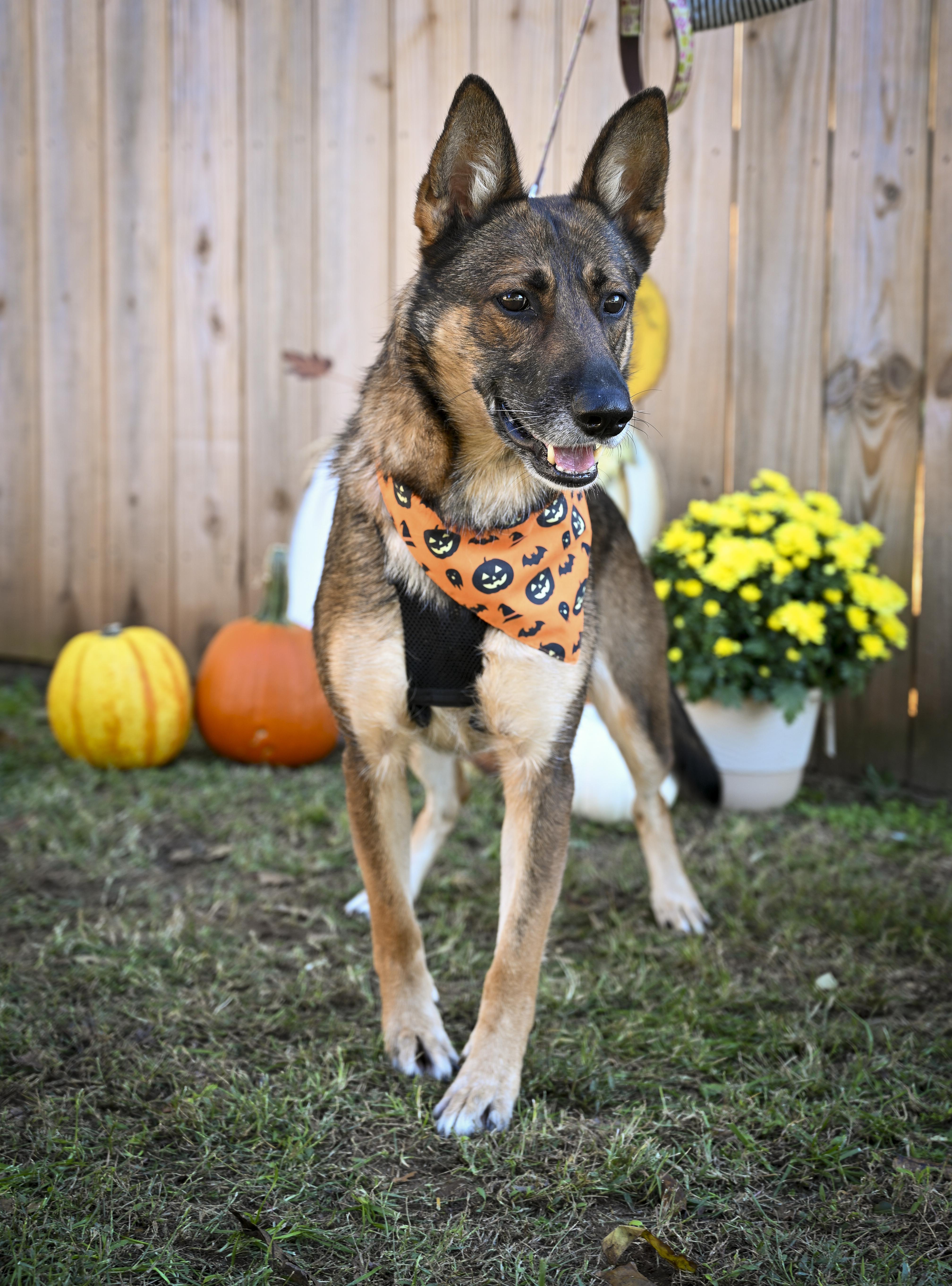 Daisy, a Adoptable mixed breed in Marietta, GA image 2/2