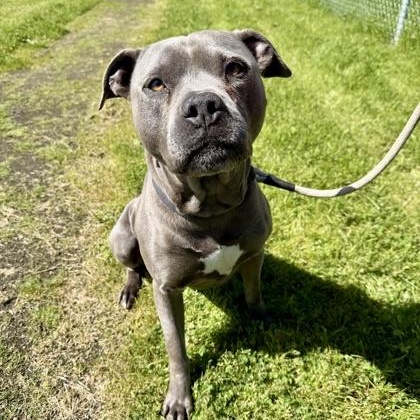 Ford, ADOPTABLE, Adult Male Mixed Breed.