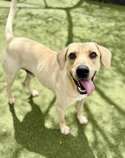 Rook, Adoptable, Young Male Black Mouth Cur & Mixed Breed.