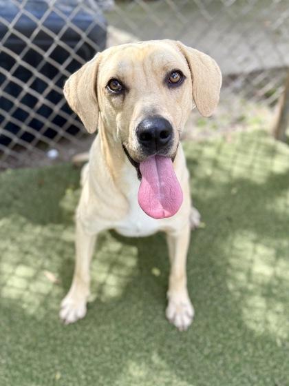 Enlarge Rook, a Adoptable mixed breed in Picayune, MS image 2/3