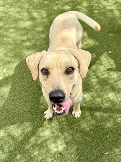 Enlarge Rook, a Adoptable mixed breed in Picayune, MS image 3/3