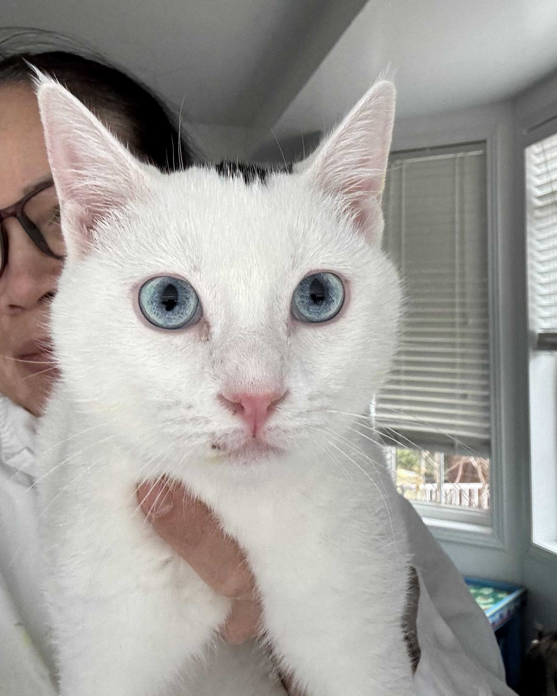 Leo S. - Caitlin Court, adopted, Kitten Male Turkish Angora & Domestic Long Hair.