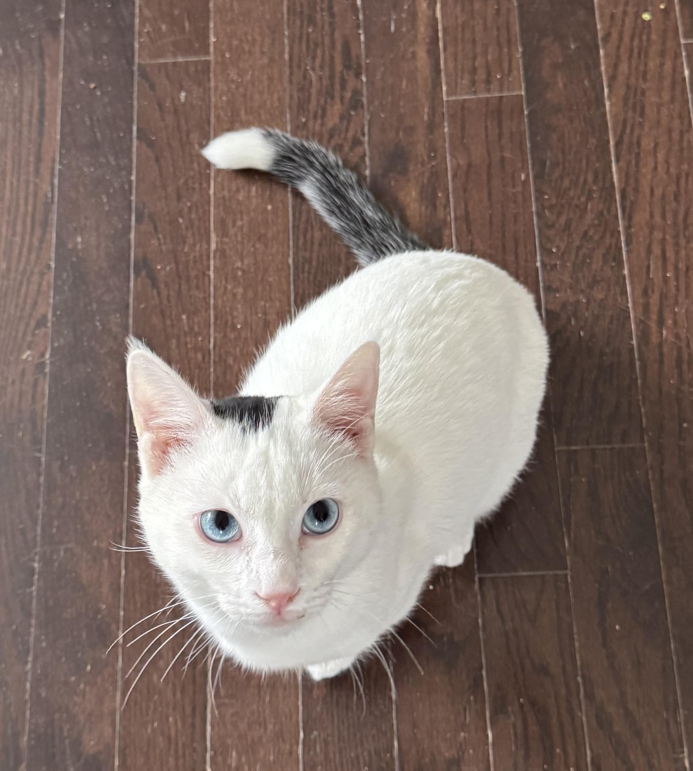 Leo S. - Caitlin Court, an adopted mixed breed in Brampton, ON image 4/6