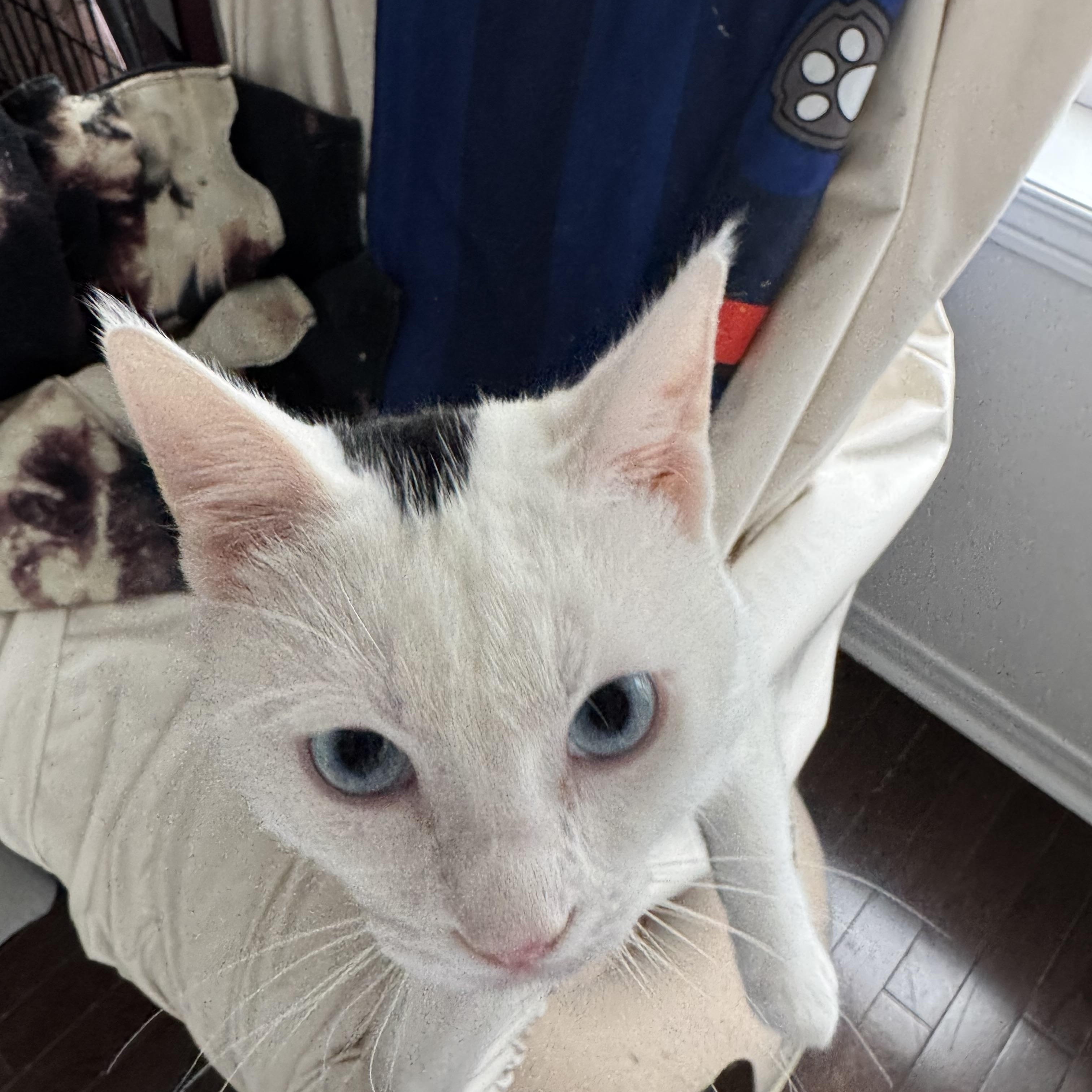 Leo S. - Caitlin Court, an adopted mixed breed in Brampton, ON image 6/6