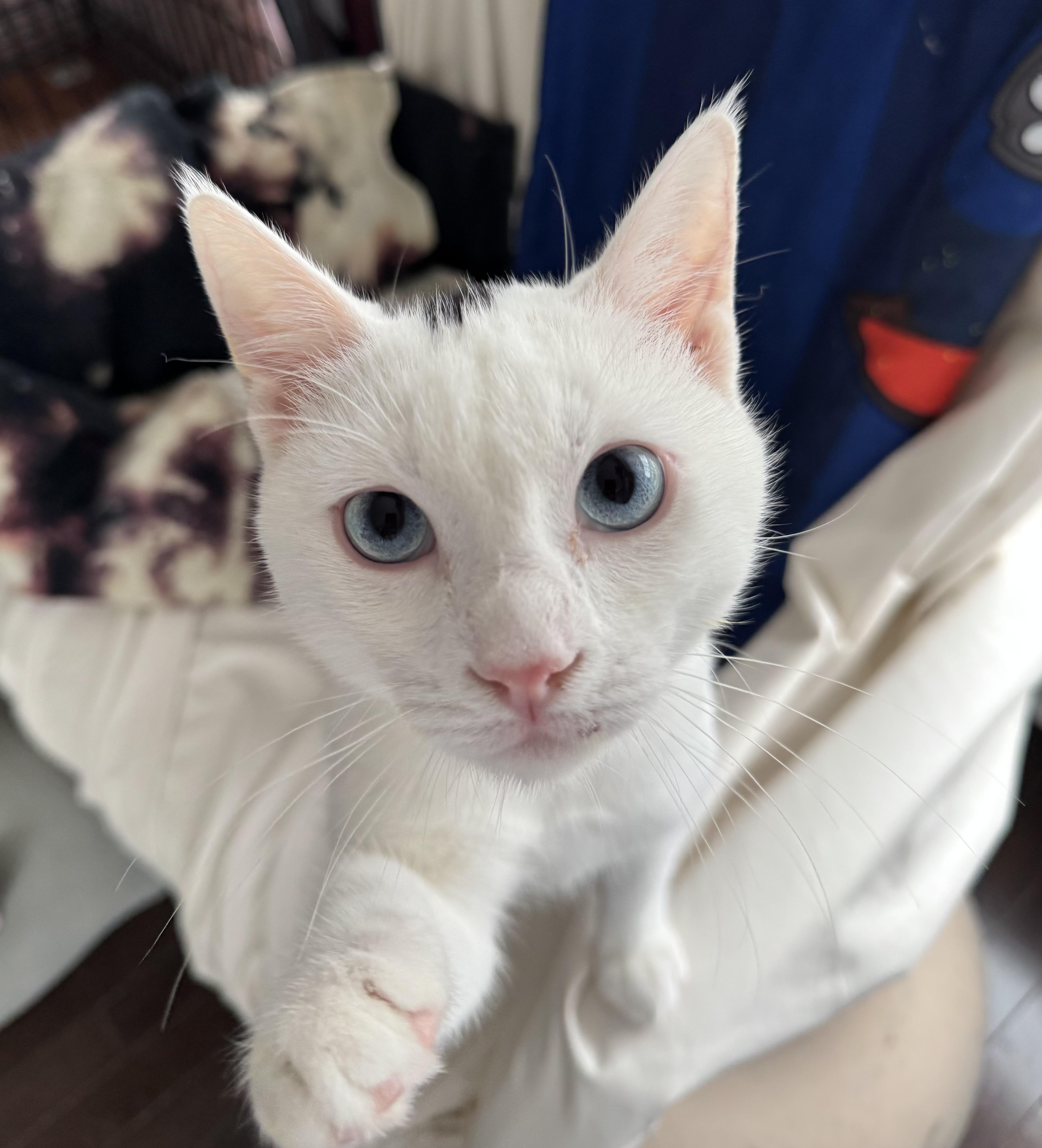 Leo S. - Caitlin Court, an adopted mixed breed in Brampton, ON image 3/6