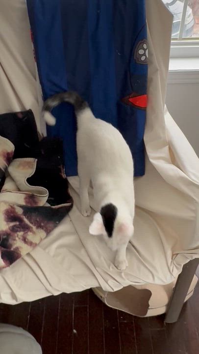 Enlarge Leo S. - Caitlin Court, an adopted mixed breed in Brampton, ON video 2/6