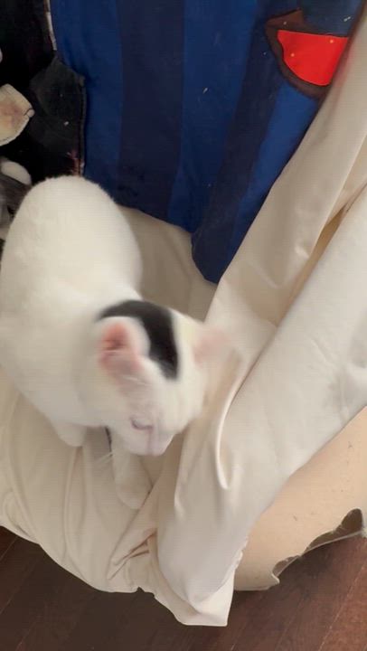 Enlarge Leo S. - Caitlin Court, an adopted mixed breed in Brampton, ON video 5/6