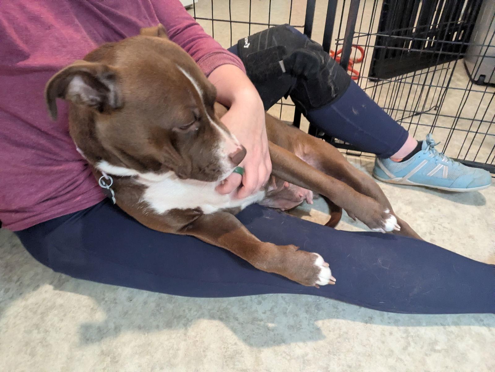 Enlarge Penny, a Adoptable Boxer in Mc Cormick, SC image 1/3