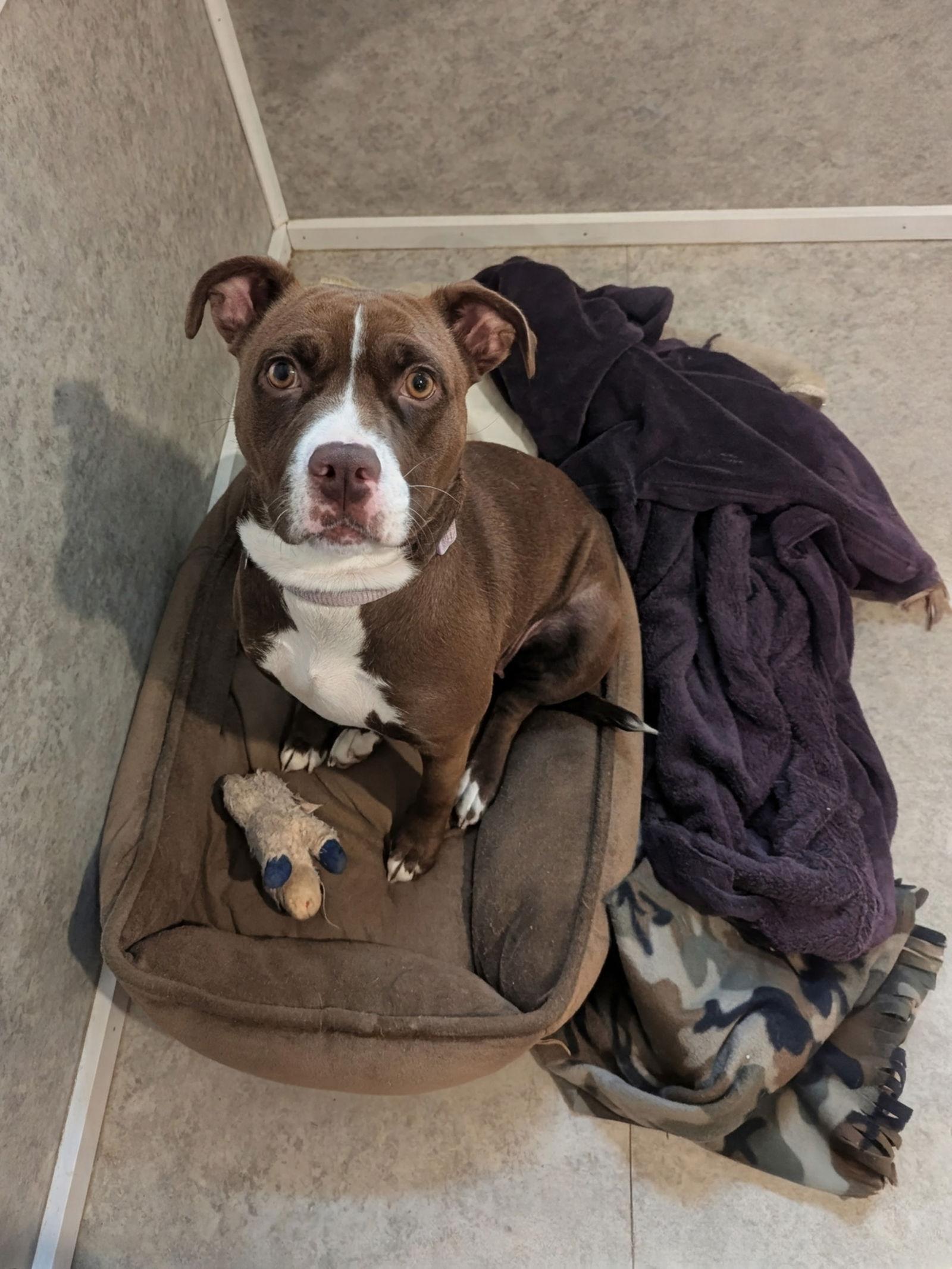 Enlarge Penny, a Adoptable Boxer in Mc Cormick, SC image 2/3