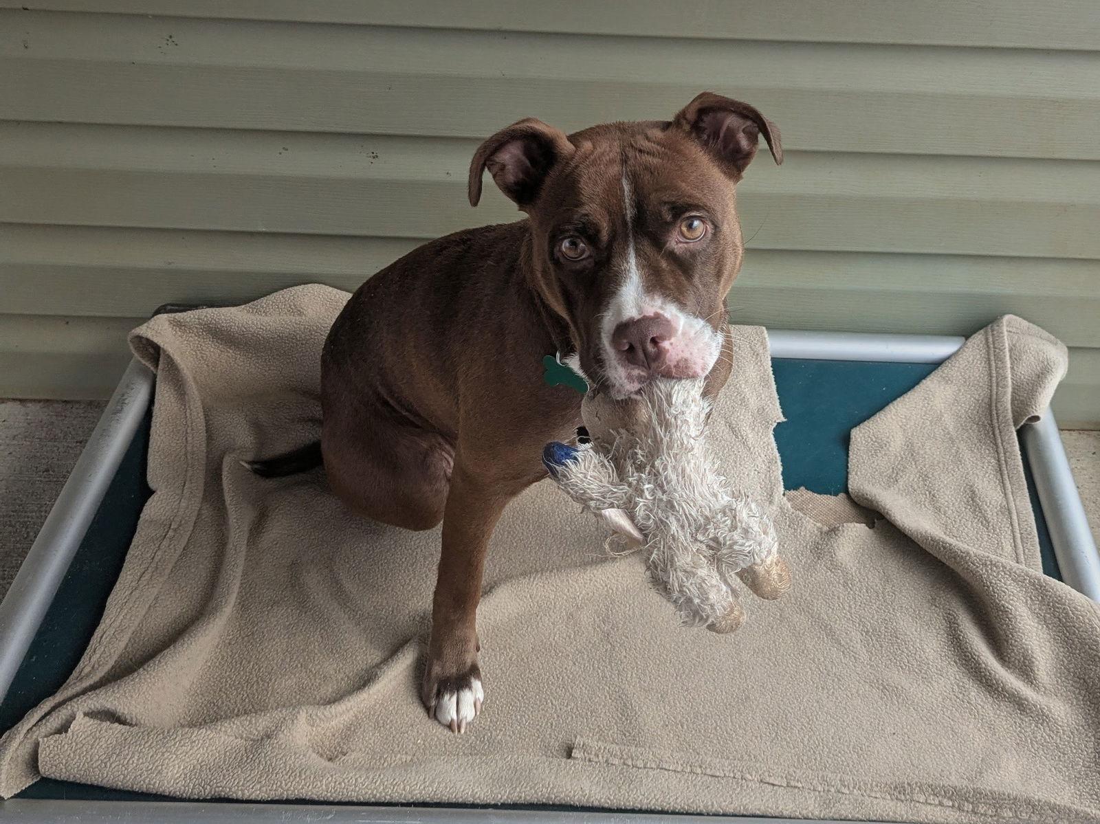 Enlarge Penny, a Adoptable Boxer in Mc Cormick, SC image 3/3