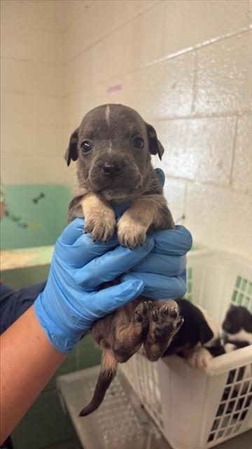 JJ, Adoptable, Puppy Male Pit Bull Terrier & Australian Cattle Dog / Blue Heeler.