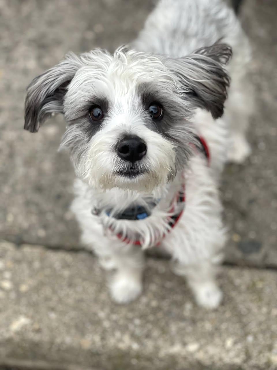 Enlarge Ziggy, an adopted mixed breed in Freeport, NY image 6/6