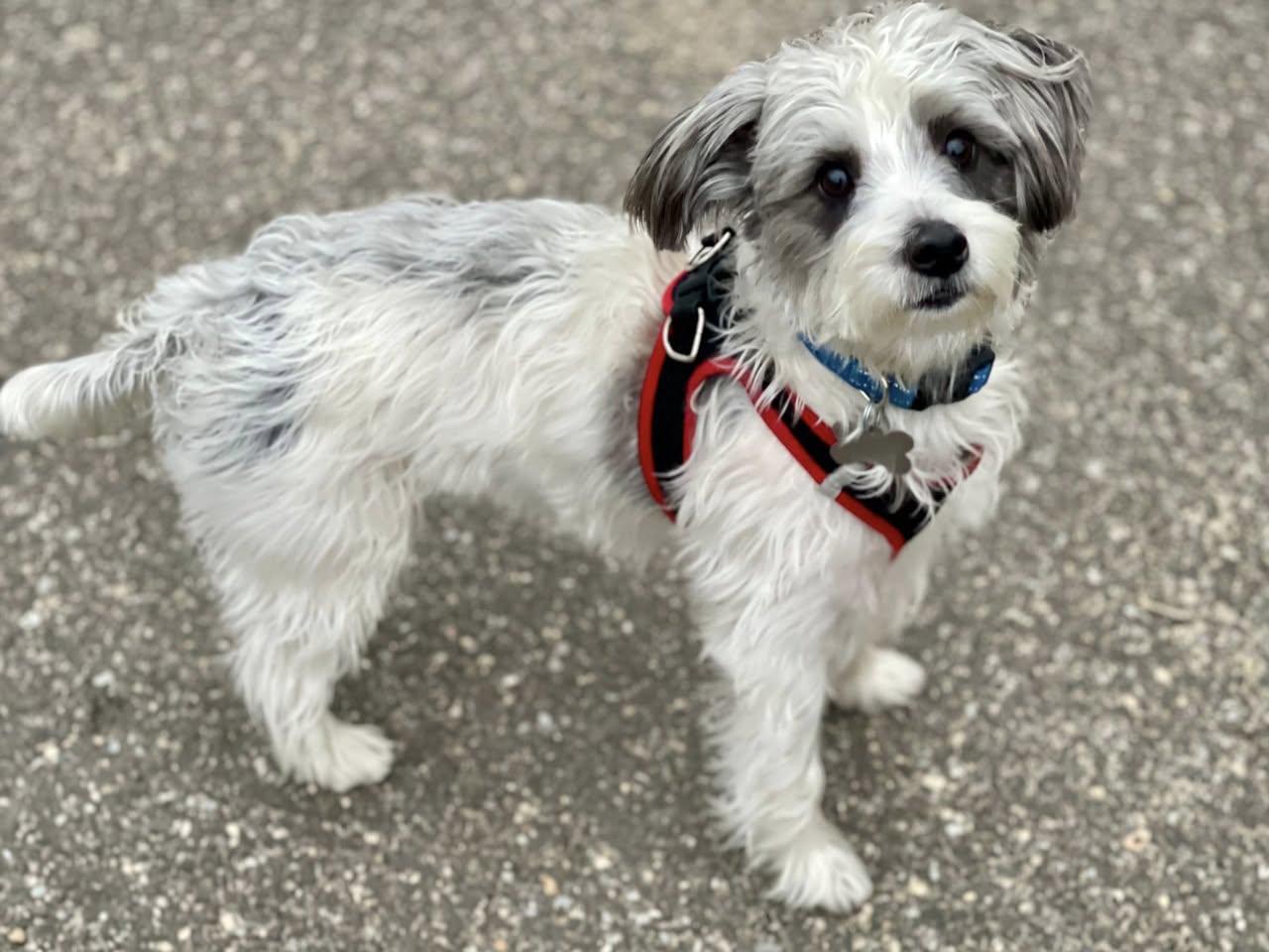 Enlarge Ziggy, an adopted mixed breed in Freeport, NY image 5/6