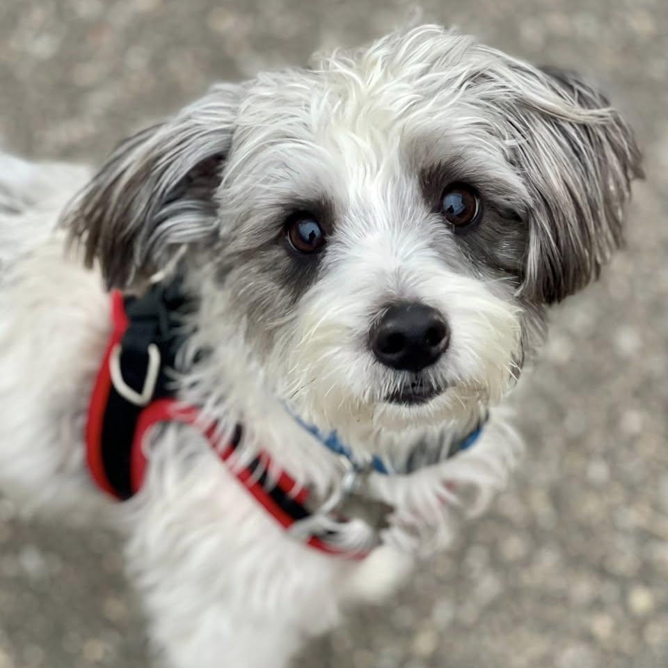 Enlarge Ziggy, an adopted mixed breed in Freeport, NY image 1/6