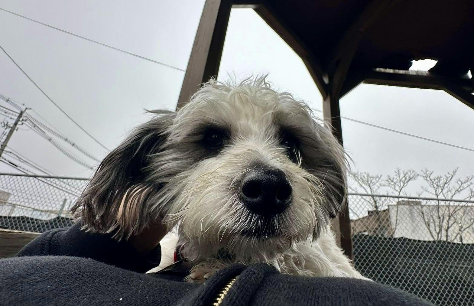 Enlarge Ziggy, an adopted mixed breed in Freeport, NY image 3/6