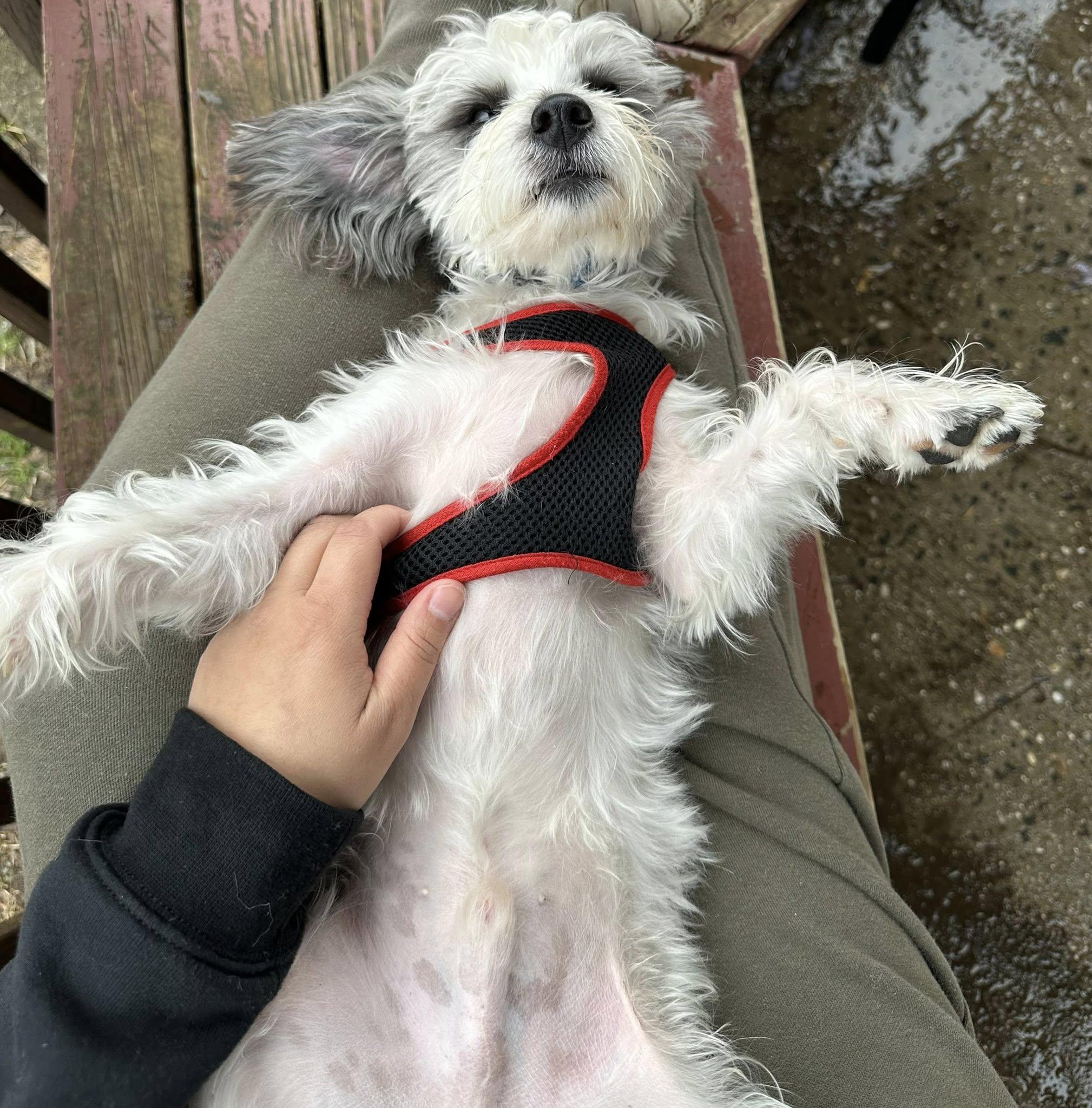 Enlarge Ziggy, an adopted mixed breed in Freeport, NY image 4/6