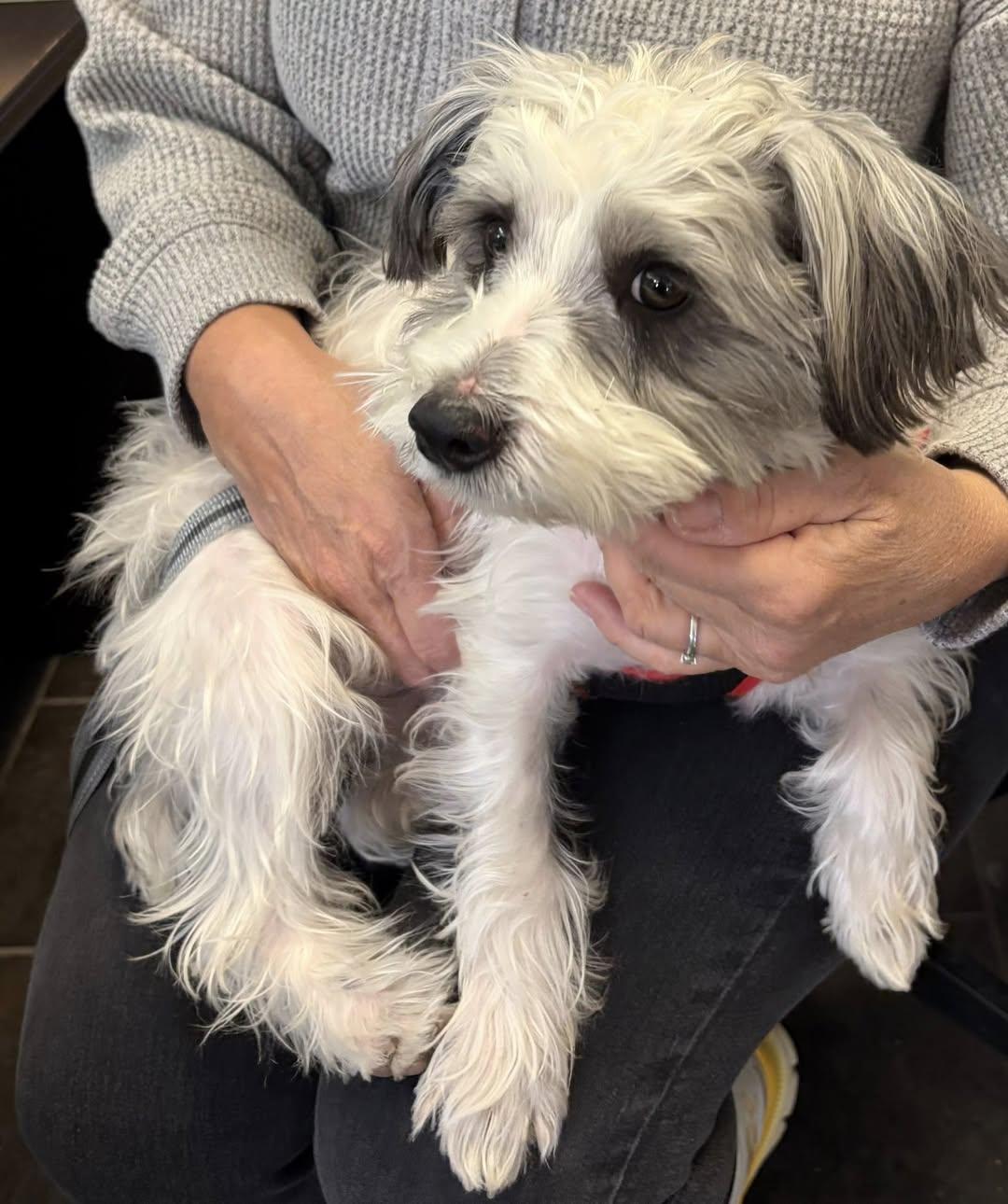 Enlarge Ziggy, an adopted mixed breed in Freeport, NY image 2/6