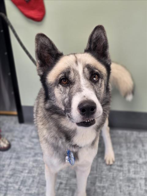 Enlarge SMOKEY, a Adoptable mixed breed in Loveland, CO image 1/1