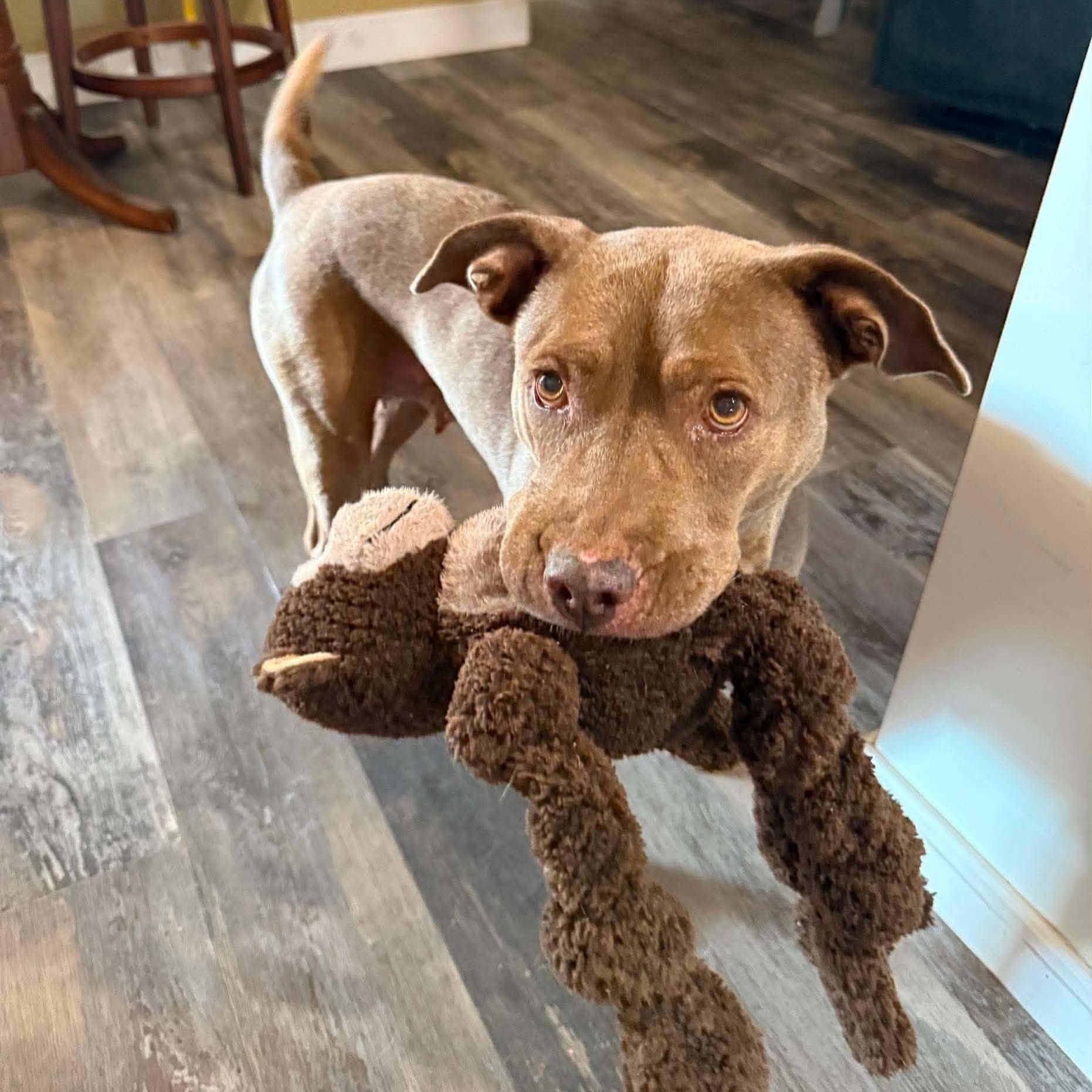 Enlarge SASSY, a Adoptable mixed breed in Largo, FL image 2/6