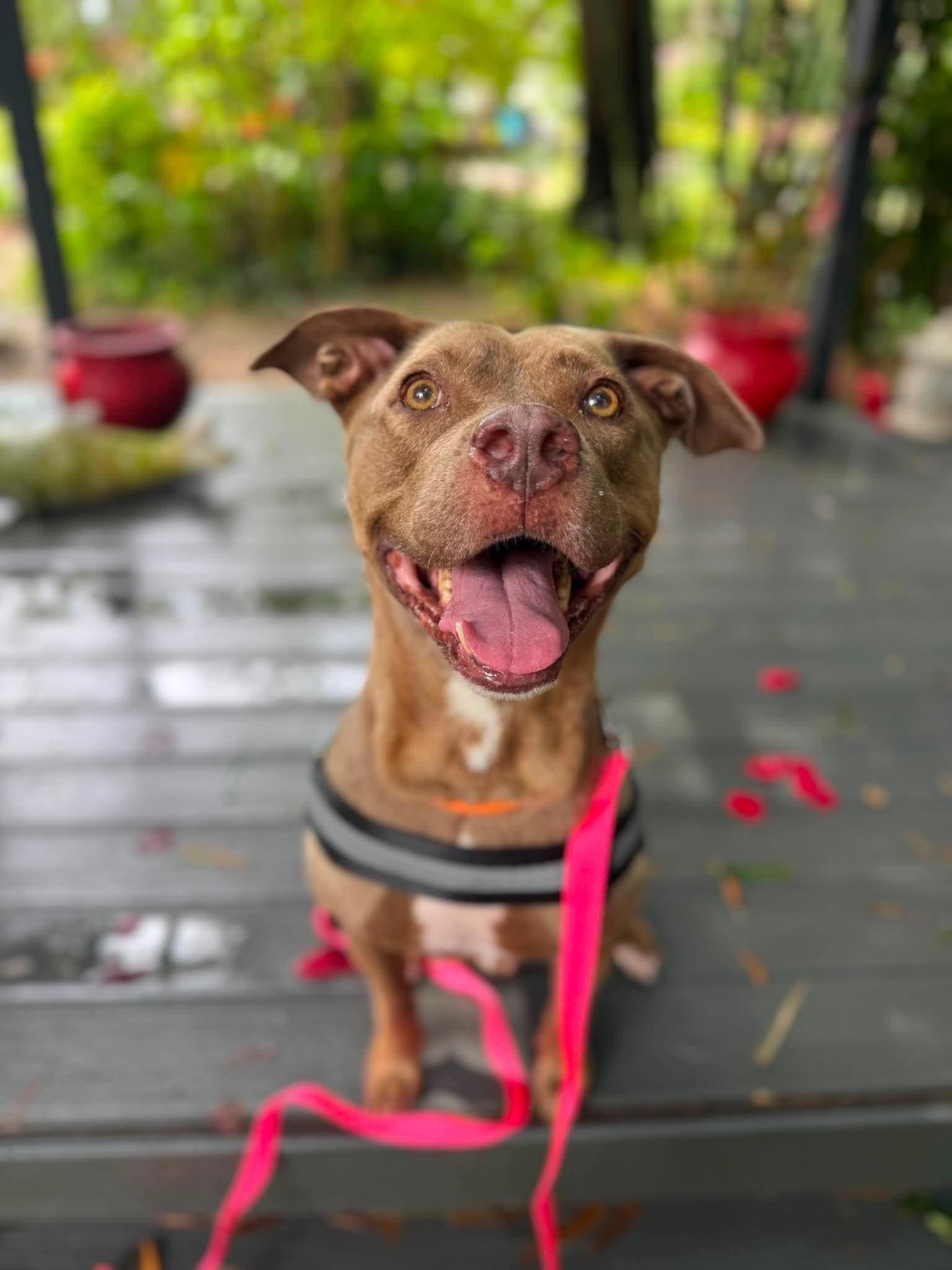 Enlarge SASSY, a Adoptable mixed breed in Largo, FL image 6/6