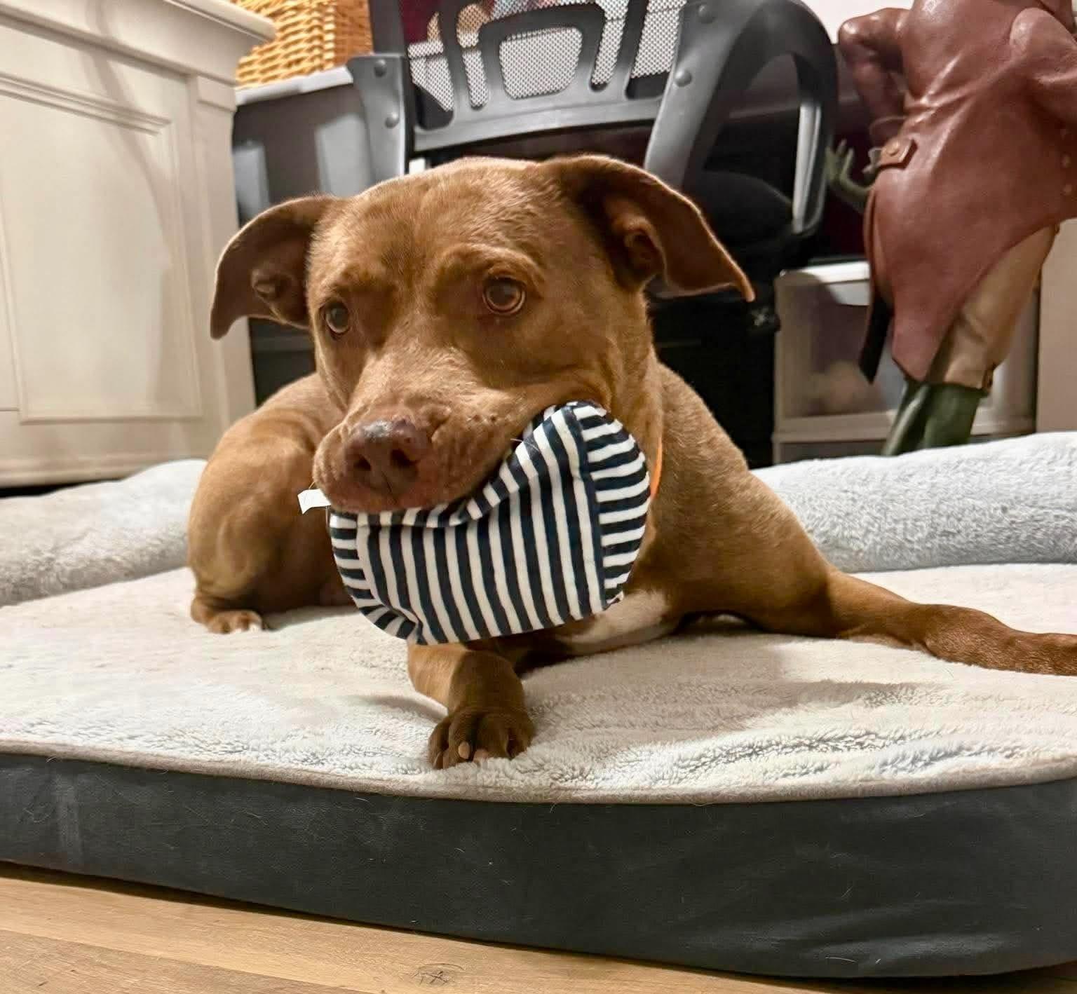 Enlarge SASSY, a Adoptable mixed breed in Largo, FL image 4/6