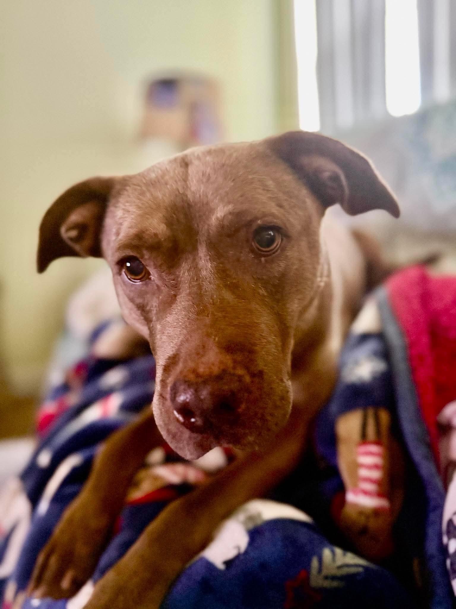 Enlarge SASSY, a Adoptable mixed breed in Largo, FL image 5/6