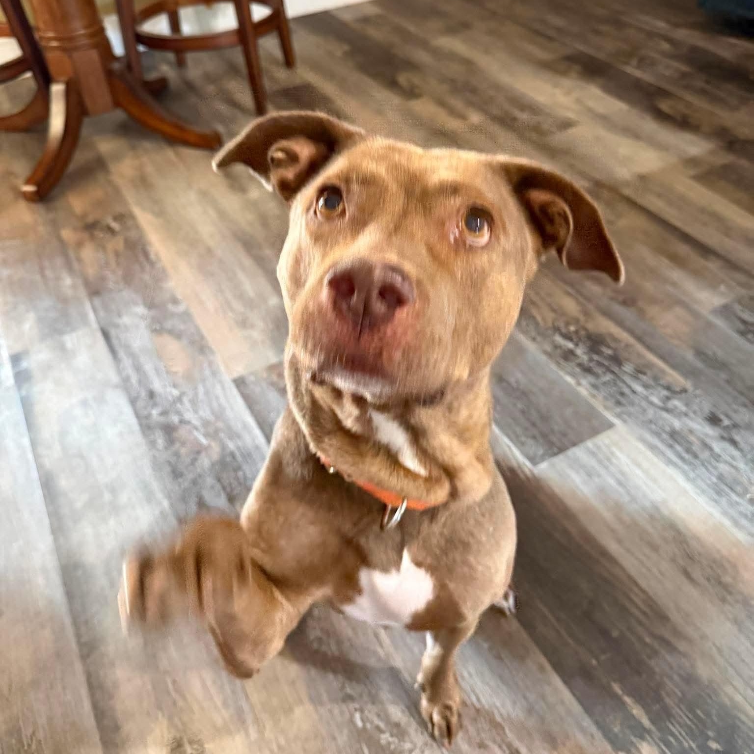 SASSY, Adoptable, Senior Female Pit Bull Terrier.