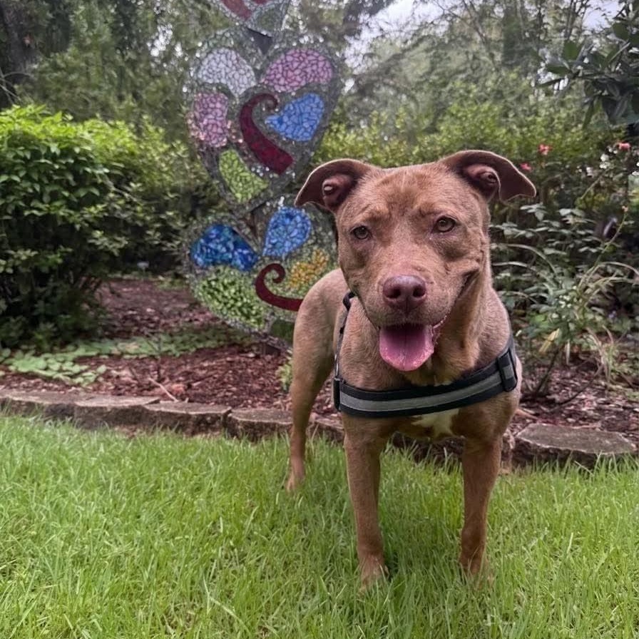 Enlarge SASSY, a Adoptable mixed breed in Largo, FL image 3/6