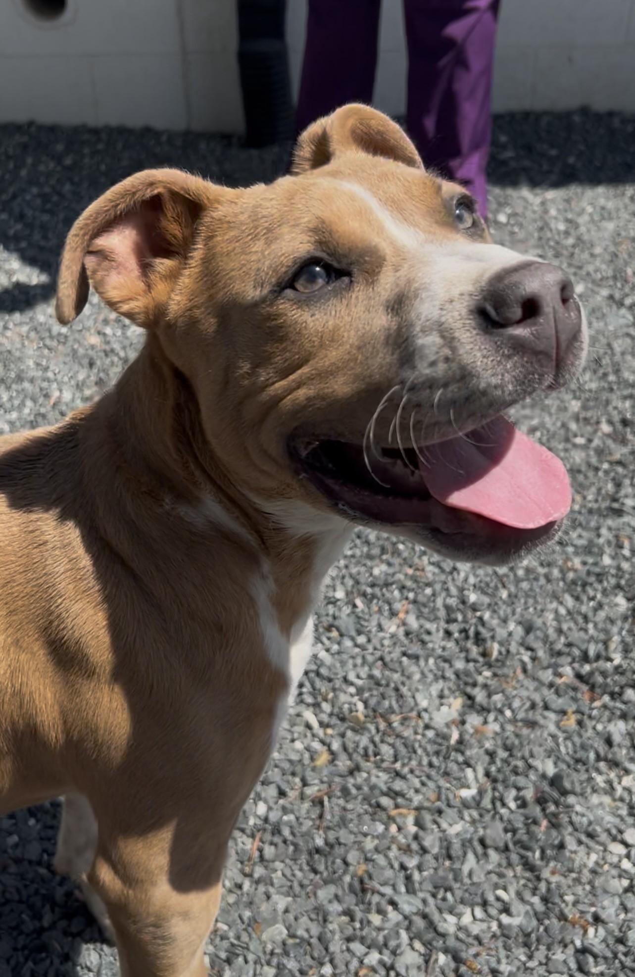 Enlarge Bear, an adopted Mixed Breed in Germanton, NC image 2/2
