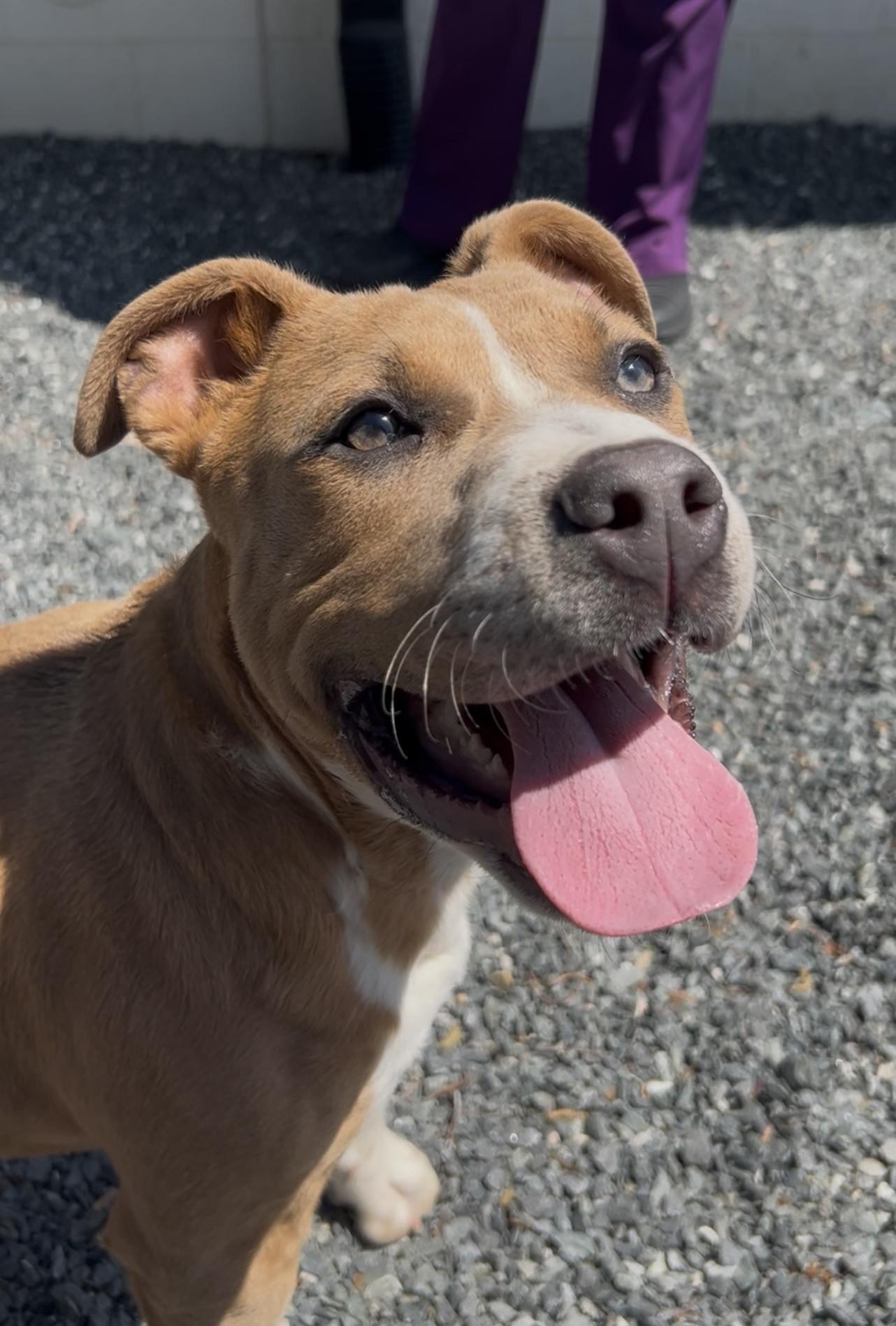 Enlarge Bear, an adopted Mixed Breed in Germanton, NC image 1/2