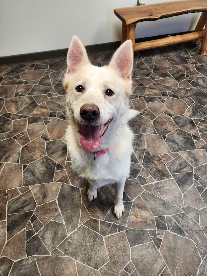 Enlarge Zoey, a Adoptable Siberian Husky in Sterling Heights, MI image 4/5