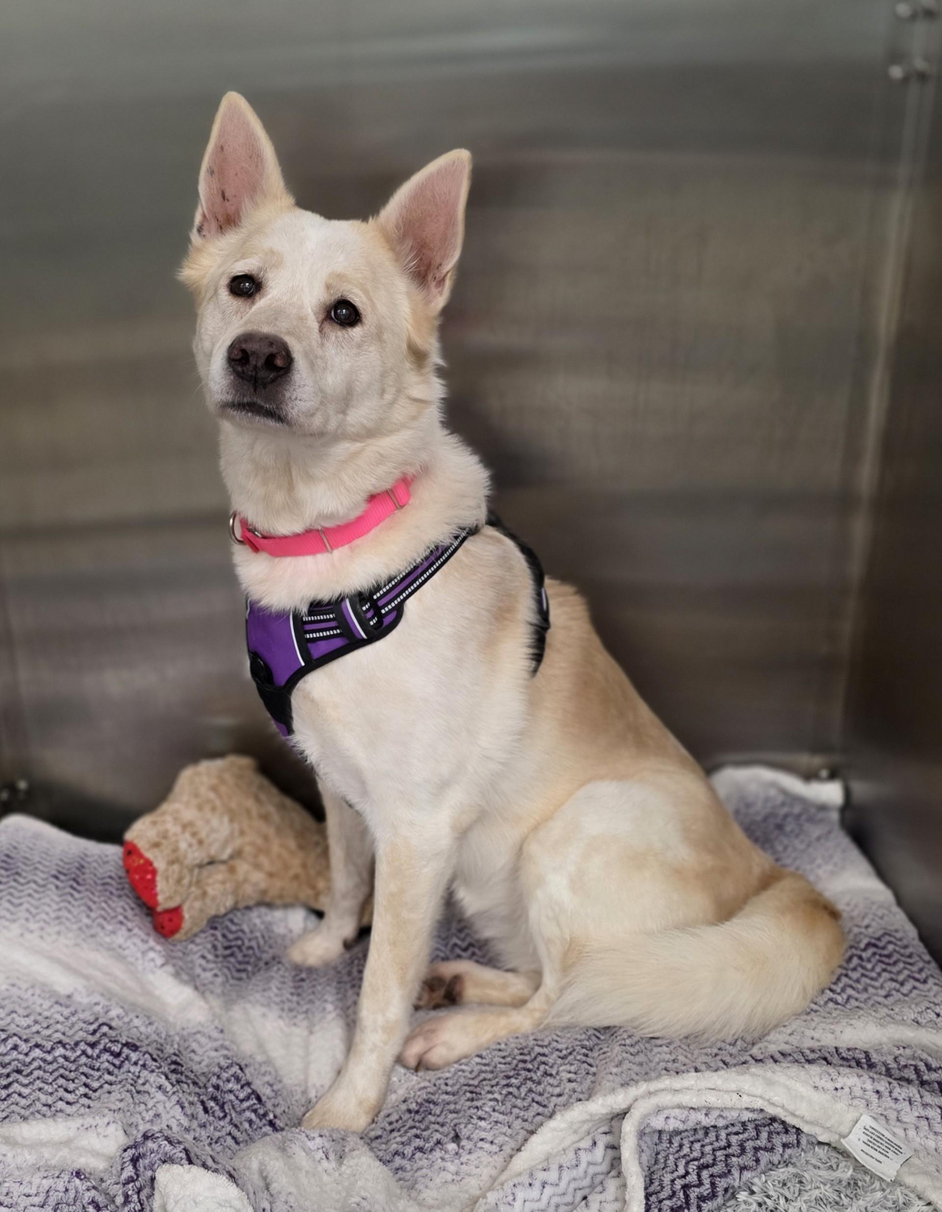 Enlarge Zoey, a Adoptable Siberian Husky in Sterling Heights, MI image 5/5