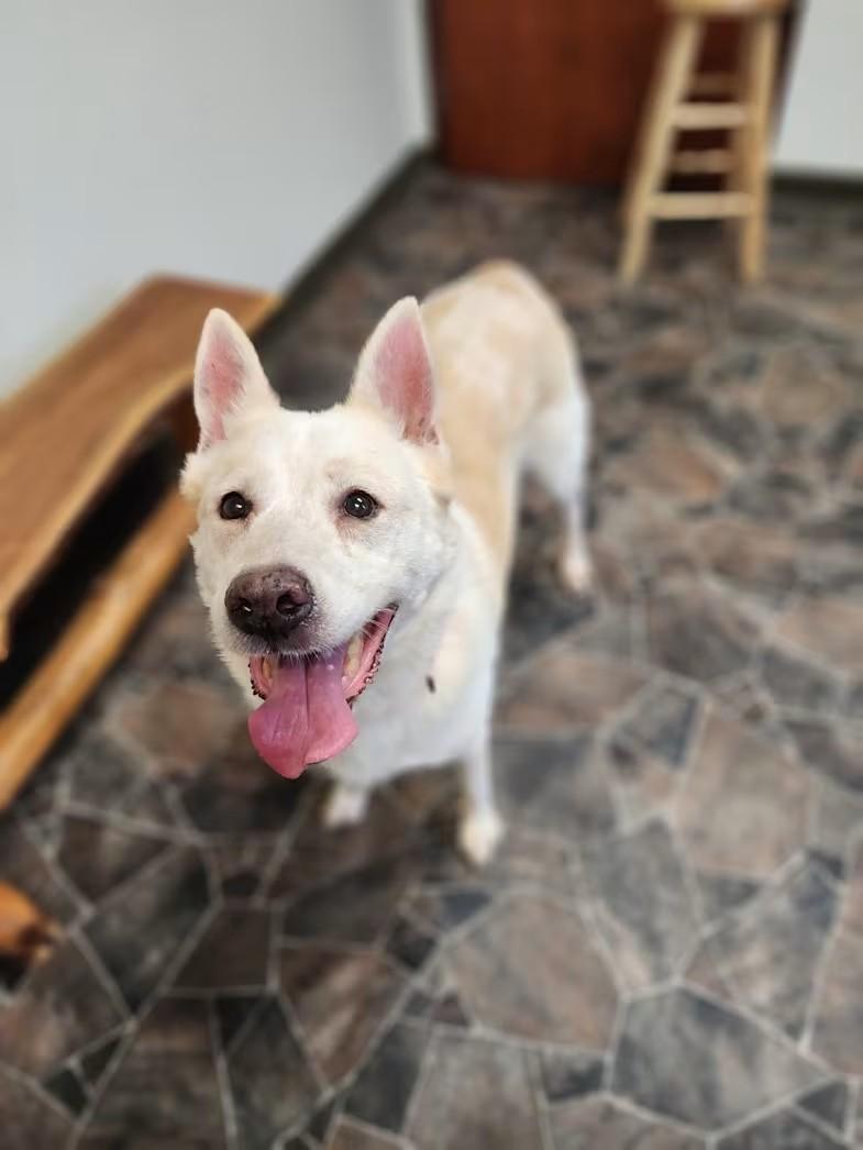 Enlarge Zoey, a Adoptable Siberian Husky in Sterling Heights, MI image 1/5