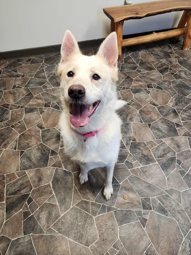 Enlarge Zoey, a Adoptable Siberian Husky in Sterling Heights, MI image 2/5